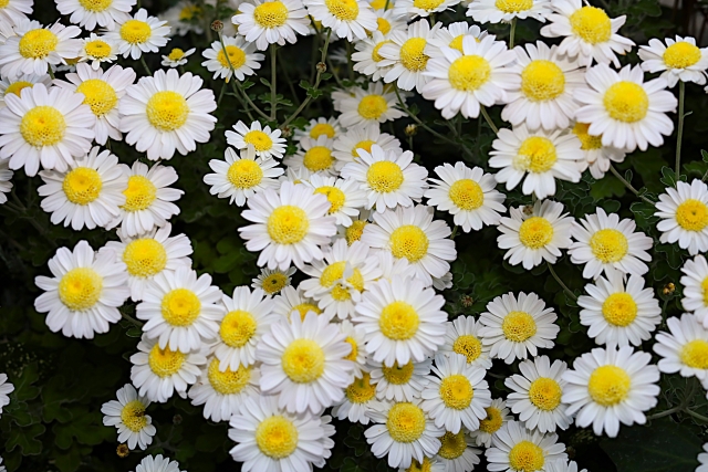 仏壇に供えるものとお参りの作法