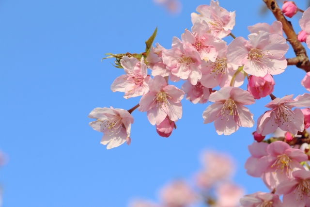 供える花の選び方と注意点