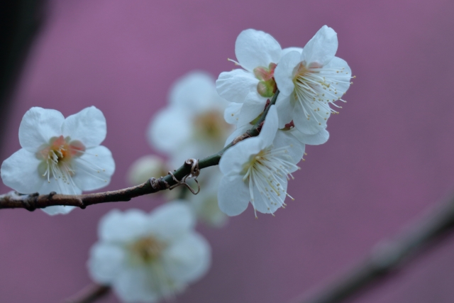家紋の種類とデザインの特徴
