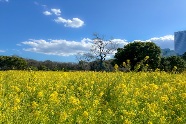 お地蔵さんへのお供えは花がよい？選び方のポイント