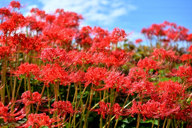 彼岸花の花言葉が怖い？色ごとの意味や由来を紹介