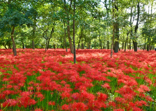 花言葉や別名の由来とは？