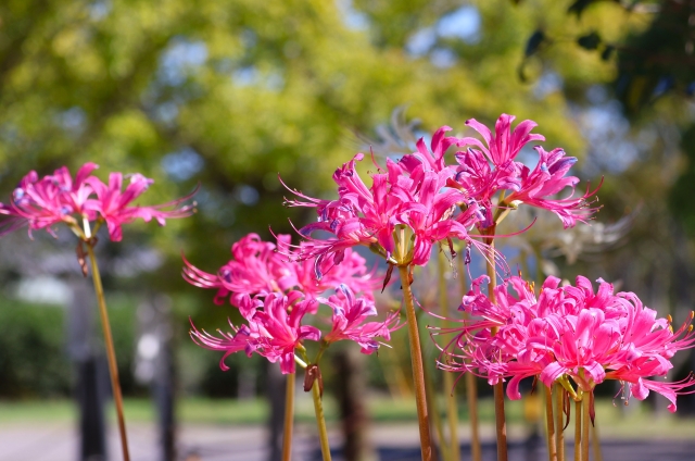 ピンクの彼岸花