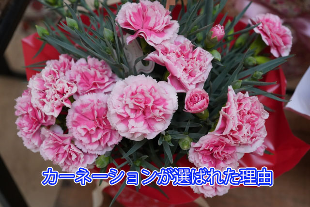 カーネーションが選ばれた理由