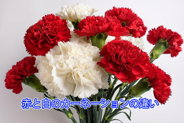 赤と白のカーネーションの違い