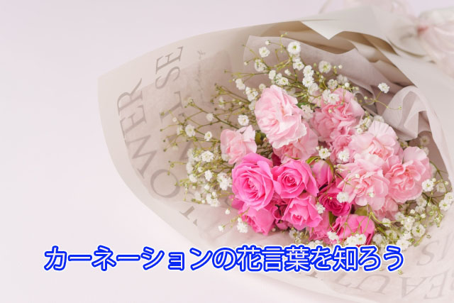 カーネーションの花言葉を知ろう