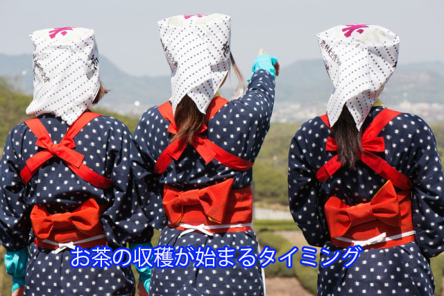 お茶の収穫が始まるタイミング