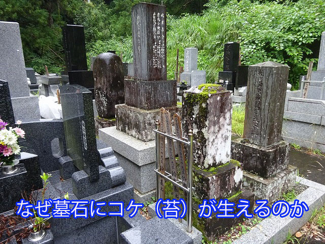 なぜ墓石にコケ（苔）が生えるのか