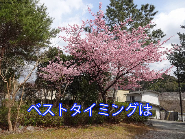 ベストタイミングは