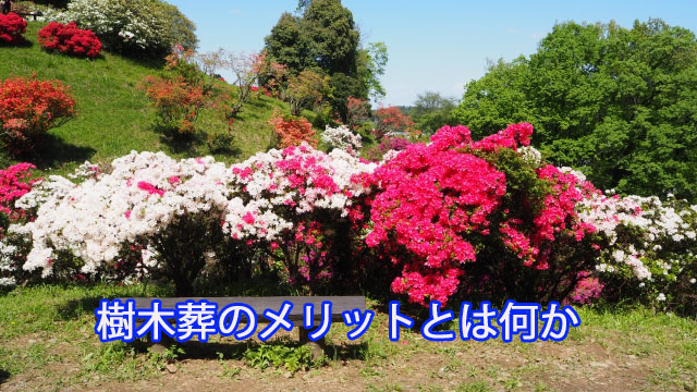 樹木葬のメリットとは何か