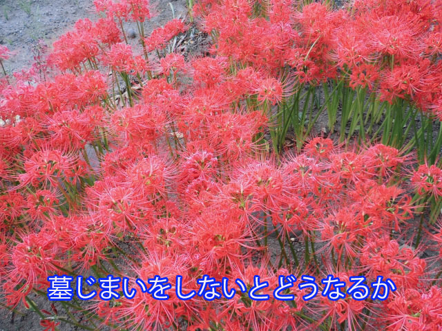 墓じまいをしないとどうなるか