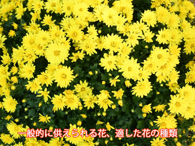 一般的に供えられる花、適した花の種類