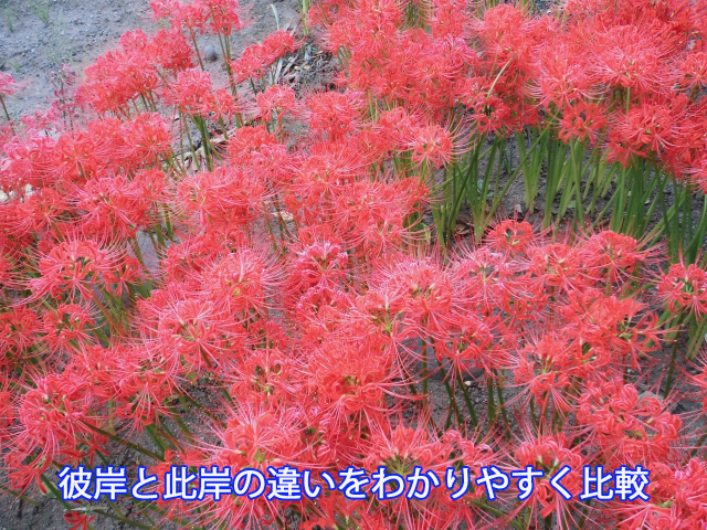 彼岸と此岸の違いをわかりやすく比較